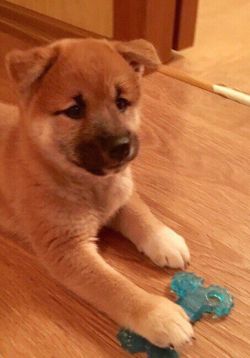picture of dog