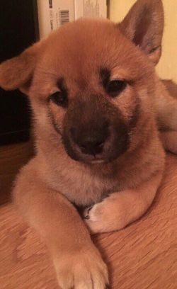 picture of dog