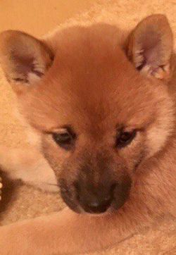 picture of dog