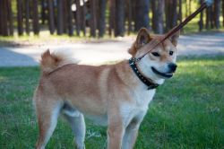 picture of dog