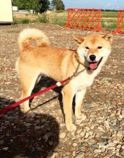 picture of dog