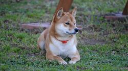picture of dog