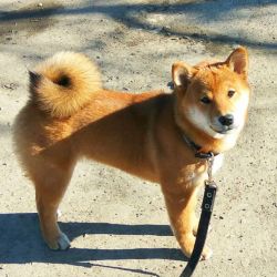 picture of dog