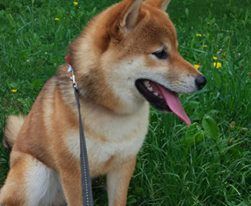 picture of dog