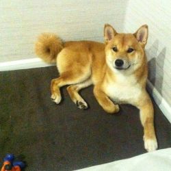 picture of dog