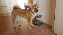 picture of dog