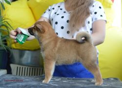 picture of dog