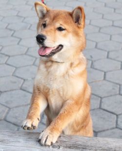 picture of dog