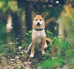 picture of dog