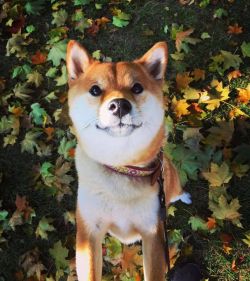 picture of dog