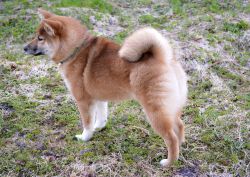 picture of dog