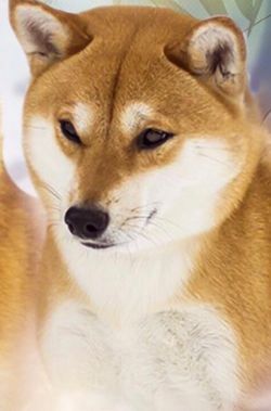 picture of dog