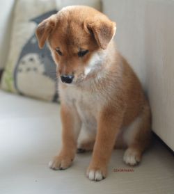 picture of dog