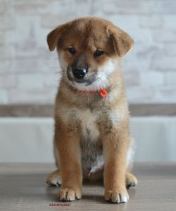 picture of dog