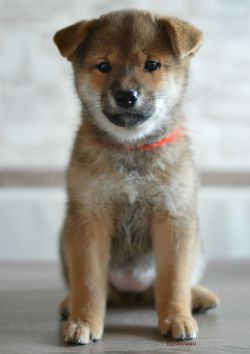 picture of dog