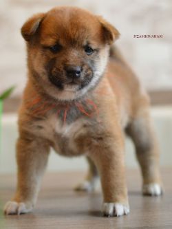 picture of dog