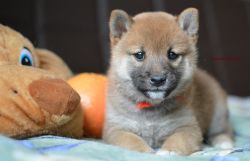 picture of dog