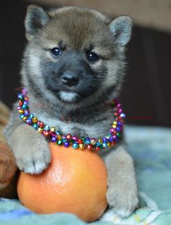 picture of dog