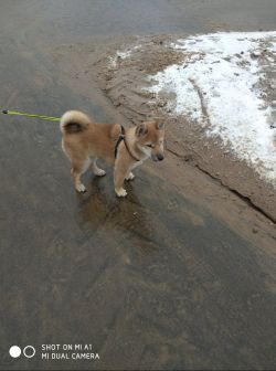 picture of dog