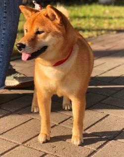 picture of dog