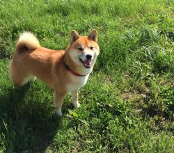 picture of dog