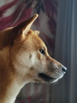 picture of dog