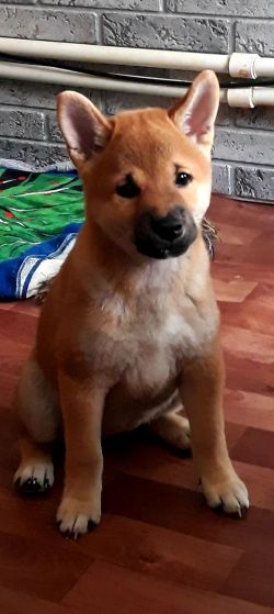 picture of dog