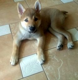 picture of dog