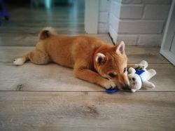 picture of dog