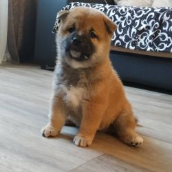 picture of dog