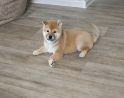 picture of dog