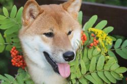 picture of dog