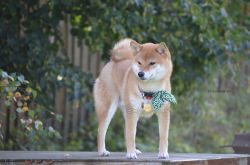 picture of dog