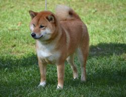 picture of dog