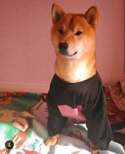 picture of dog