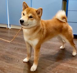 picture of dog