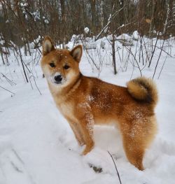 picture of dog