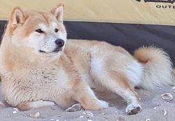 picture of dog