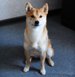 picture of dog