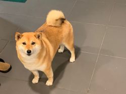 picture of dog