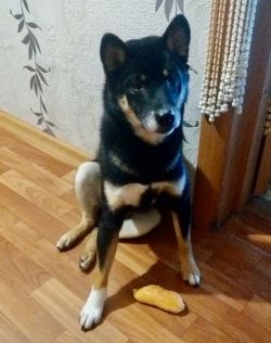picture of dog