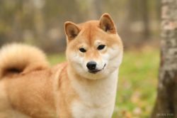 picture of dog