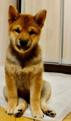 picture of dog