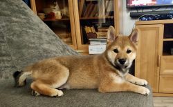 picture of dog