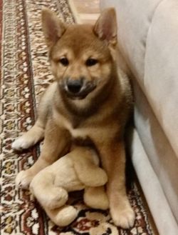 picture of dog