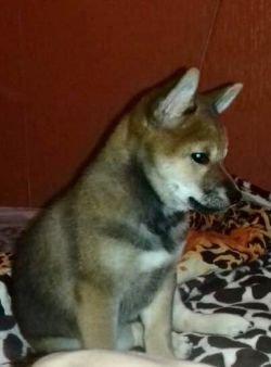 picture of dog