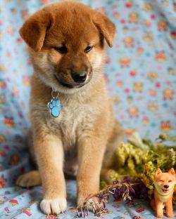 picture of dog