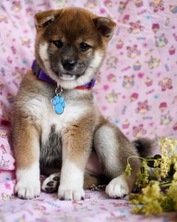 picture of dog