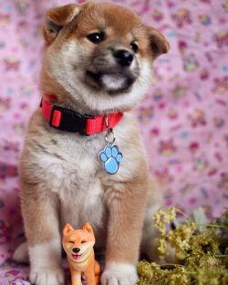 picture of dog