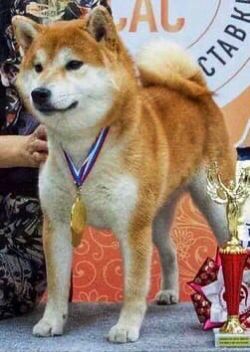 picture of dog